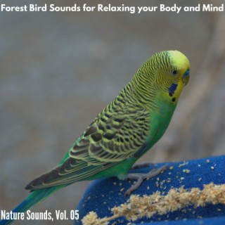Forest Bird Sounds for Relaxing your Body and Mind - Nature Sounds, Vol. 05