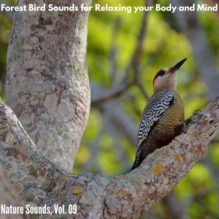 Forest Bird Sounds for Relaxing your Body and Mind - Nature Sounds, Vol. 09