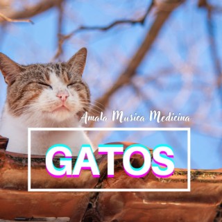 Gatos