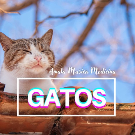 Gatos | Boomplay Music