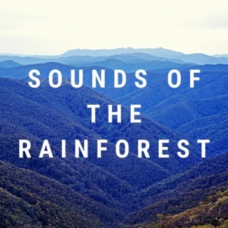 Rainforest Sleep Sounds