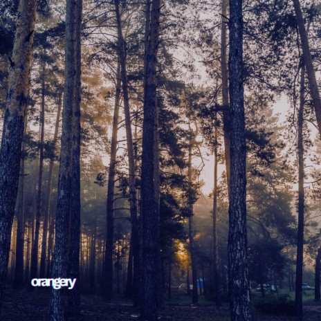 Coniferous forest | Boomplay Music