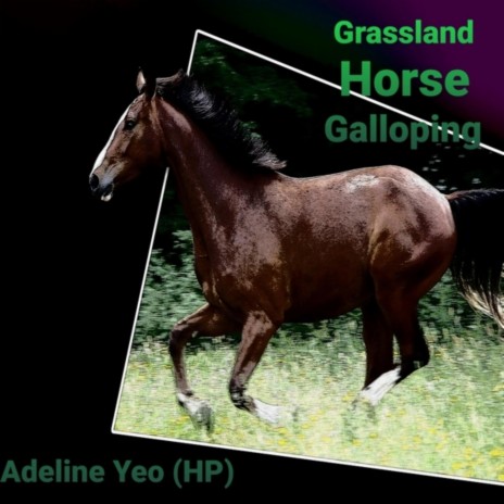 Grassland Horse Galloping