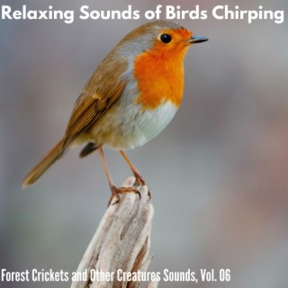 Relaxing Sounds of Birds Chirping - Forest Crickets and Other Creatures Sounds, Vol. 06