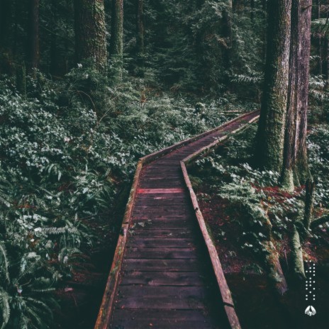 forest | Boomplay Music