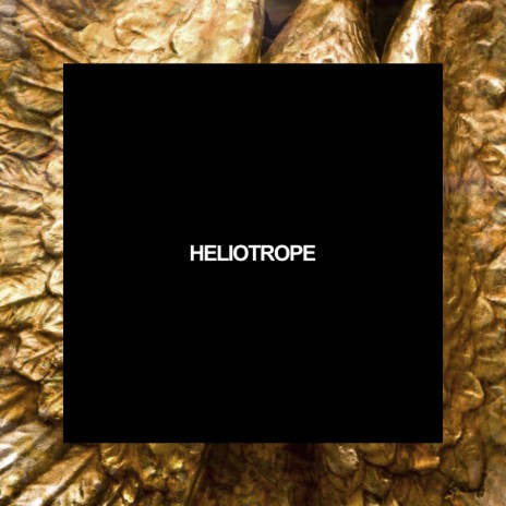 Heliotrope