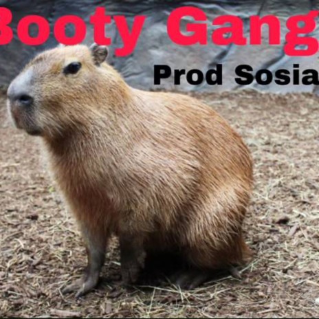 BOOTY GANG | Boomplay Music