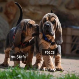 Bloodhounds