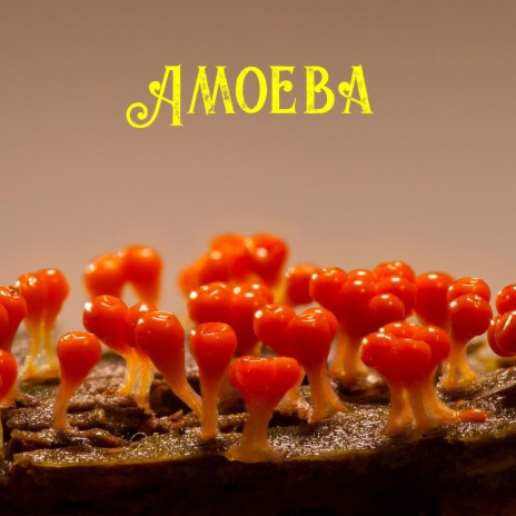 Amoeba ft. Fernando Lima | Boomplay Music