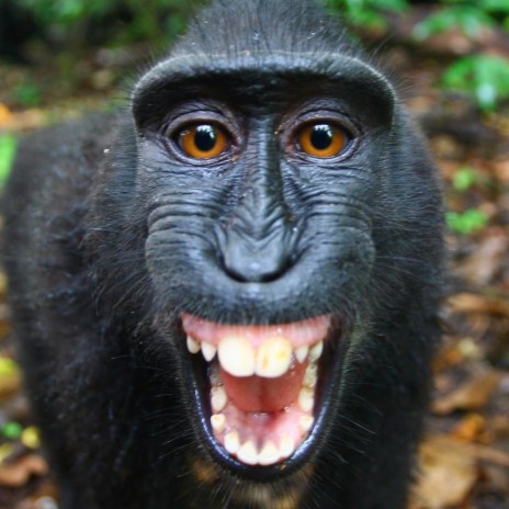 Poze Cu Maimuta