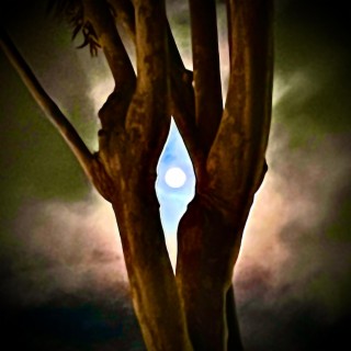 Moonlit Tree