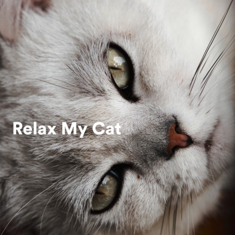 Noble ft. Cat Music & Calm Music for Cats | Boomplay Music