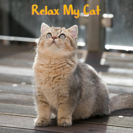 Less Is More ft. Cat Music & Calm Music for Cats | Boomplay Music
