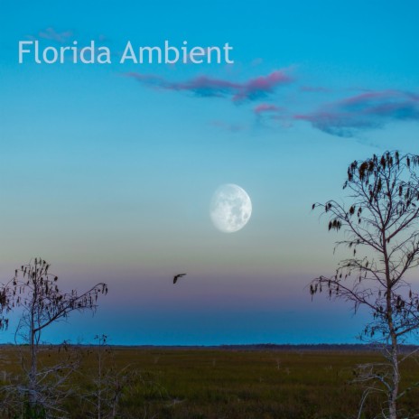 Everglades Night Ambience (frogs, crickets, water) | Boomplay Music