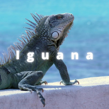 Iguana | Boomplay Music