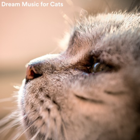 Life Is Beautiful ft. Cat Music & Calm Music for Cats | Boomplay Music