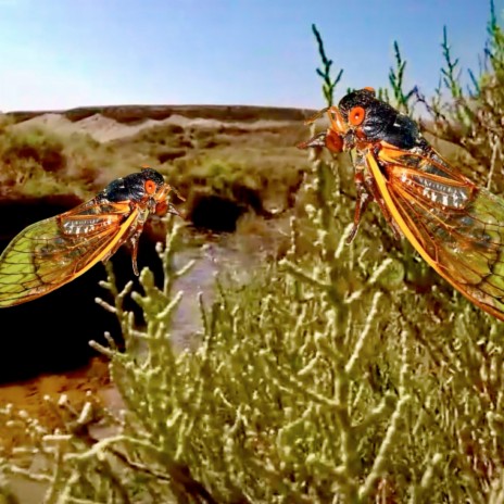 Cicada by Sandalphon