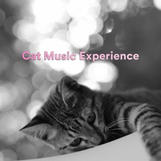 Cat Music Experience