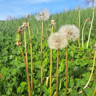 Flower Fluff