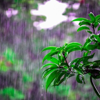 Rainstorm Sounds for Relaxing, Focus and Deep Sleep