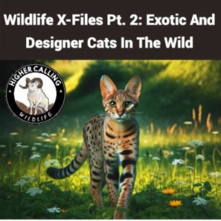 Wildlife X-Files Pt. 2: Exotic and Designer Cats In the Wild