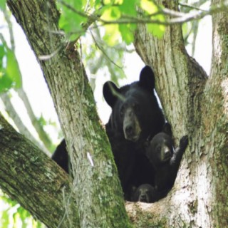 Bear Necessities: Getting Educated And Inspired With Bear Trust International