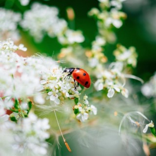 Ladybug