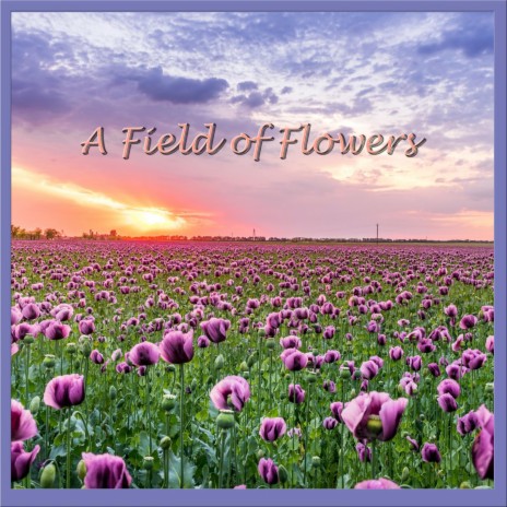 A Field of Flowers | Boomplay Music