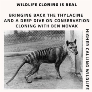 Cloning Wildlife: Bringing Back the Thylacine and A Deep ’Dive on Conservation Cloning