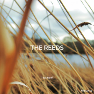 The Reeds