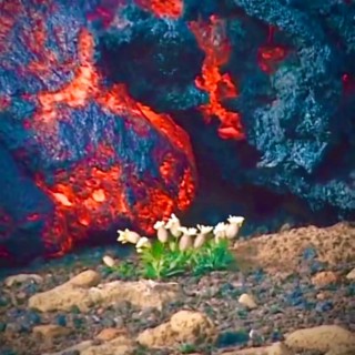 Lava Flowers