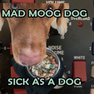 Sick As A Dog