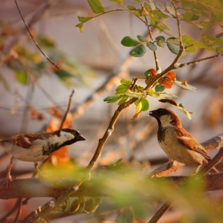 Singing Birds Sounds for Deep Focus and Increased Concentration