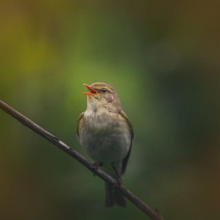 Birds singing Sounds to Relieve anxiety and stress