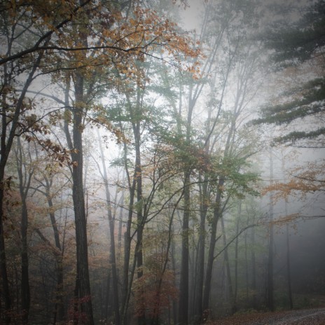 Wind Blowing in Trees Sounds with White Noise to help you Relax and Sleep ft. Relaxed Minds & Soothing Sounds | Boomplay Music