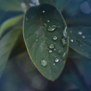 Calm Rain Sounds for Spa and Relaxation