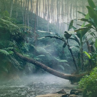 Amazon Rain Forest Nature and Bird Sounds