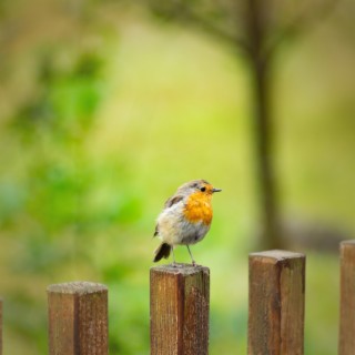 Robin Birds Singing and Chirping Sounds for Meditation and Relaxation