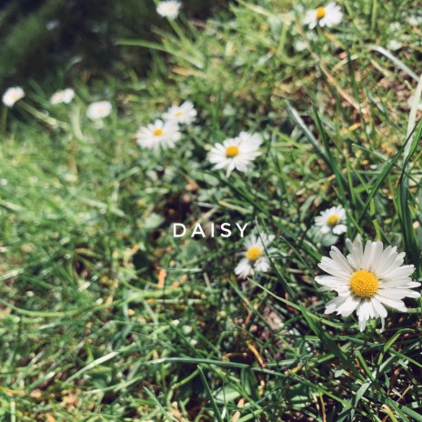 Daisy | Boomplay Music