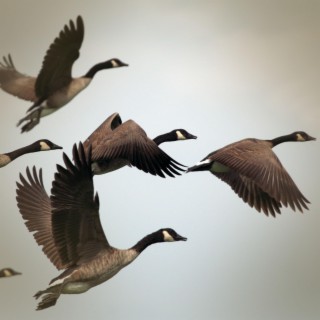 Relaxing Sounds of Geese for Positive Mood and Focus