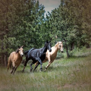 Relaxing Galloping Horses in Forest Sounds for Stress Relief and Deep Sleep