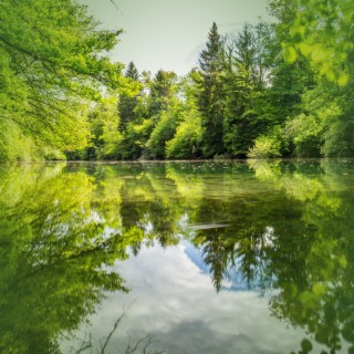 Calming Forest Pond with Relaxing Sounds for Stress Relief