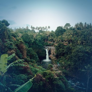 Flowing River Through the Amazon - Bird Sounds