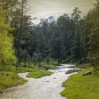 Calming Water Creek Sounds for Relaxation and Deep Sleeping