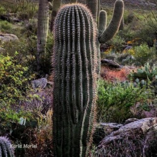 ARIZONA SUNRISE