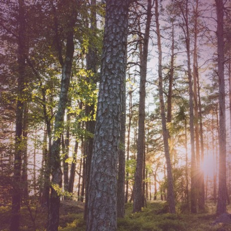 Summer Evening in Forest Sounds of Nature for Instant Relaxation ft. Mother Nature FX & Relaxed Minds | Boomplay Music