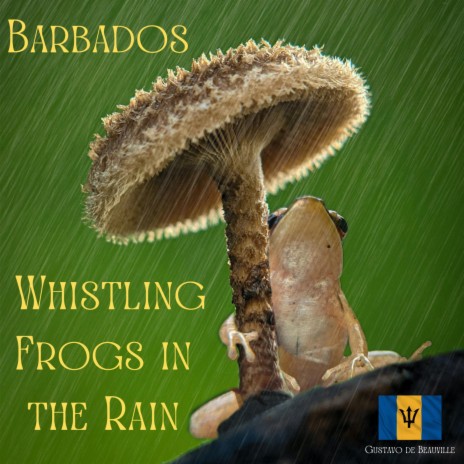 Barbados Whistling Frogs in the Rain
