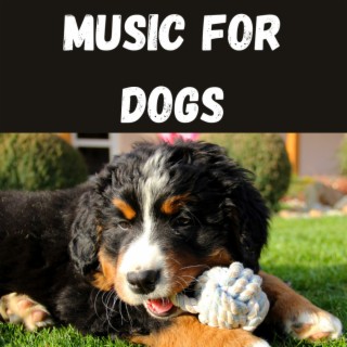 Music For Dogs (Vol.193)