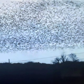 Starlings