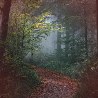 Calming Forest Footsteps for Relaxation and Meditation